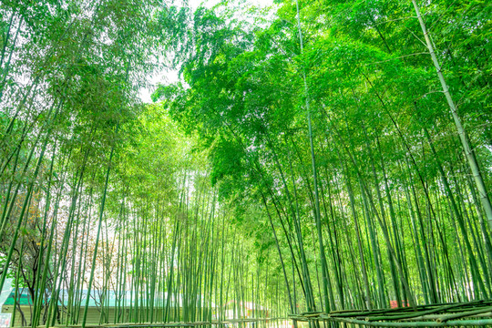 竹林風(fēng)光 竹林背景竹林素材