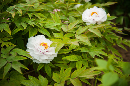 菏澤牡丹