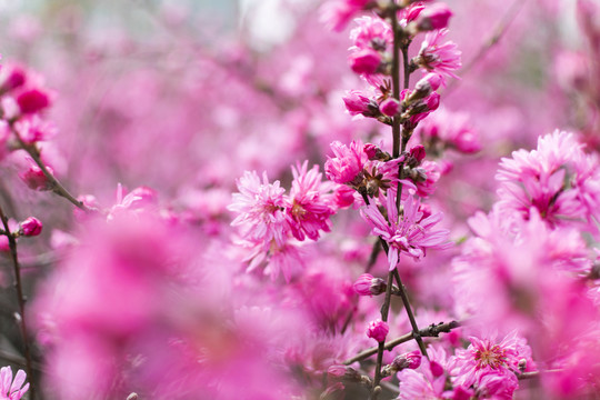 菊花桃