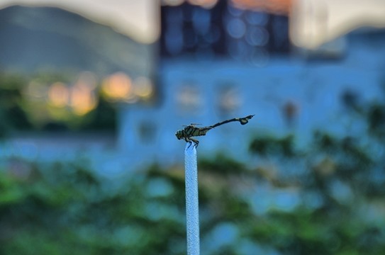 晚霞中的綠蜻蜓