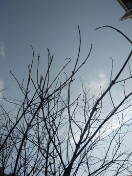 樹(shù)枝 枯枝