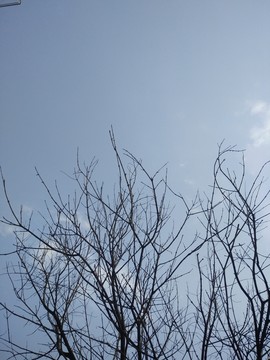 樹枝 枯枝