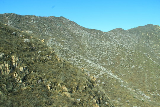 青山