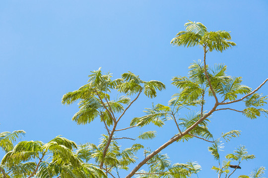 樹葉 天空
