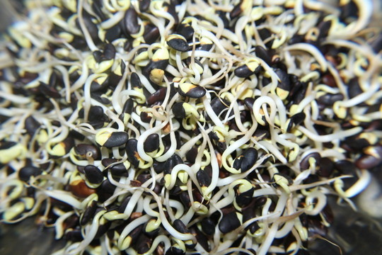 黑豆芽