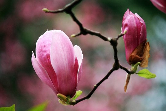 玉蘭花
