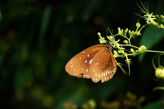 蝶戀花