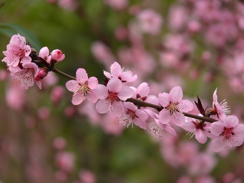 桃花