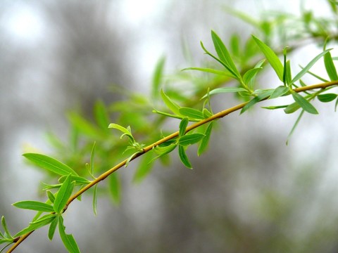柳樹枝葉