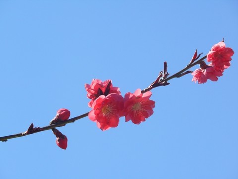 紅花