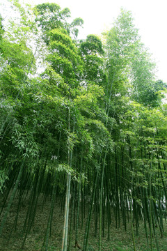 竹林 竹子 高清竹子 高清竹林