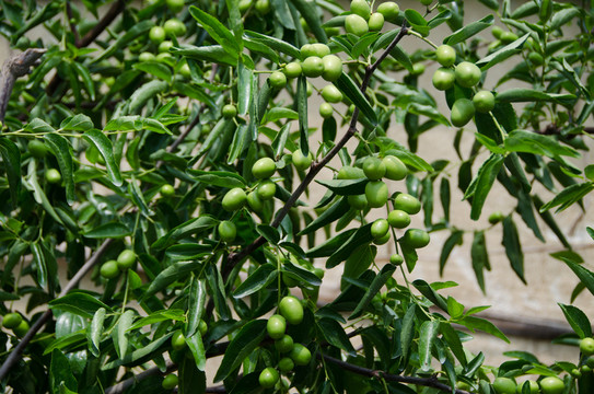 大荔冬棗 冬棗