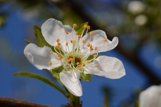 李子花
