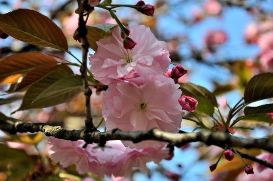 櫻花 鮮花
