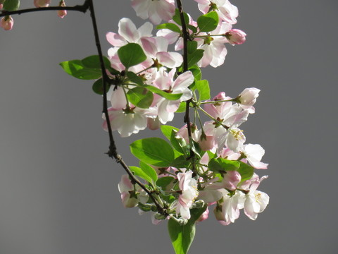 海棠花開(kāi)