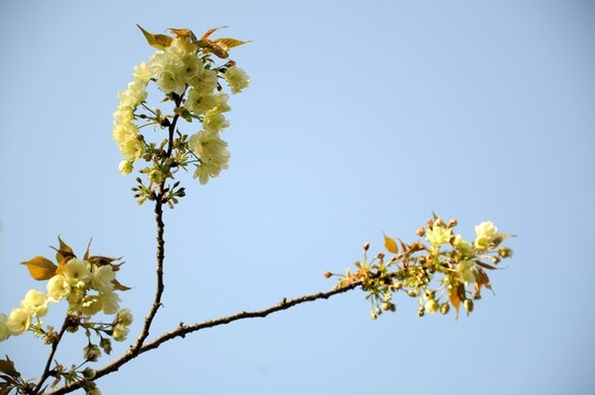 綠色櫻花