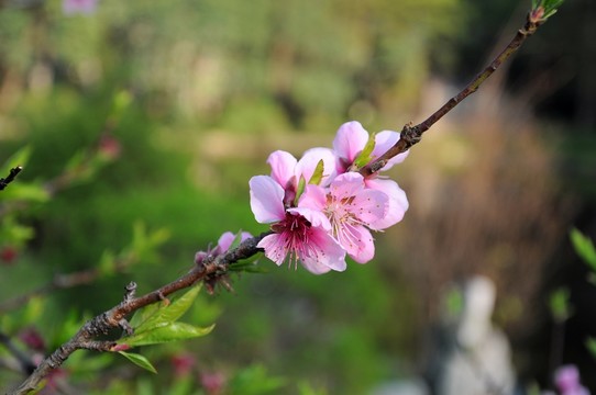 桃花 鮮花