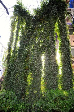 爬山虎 爬墻植物