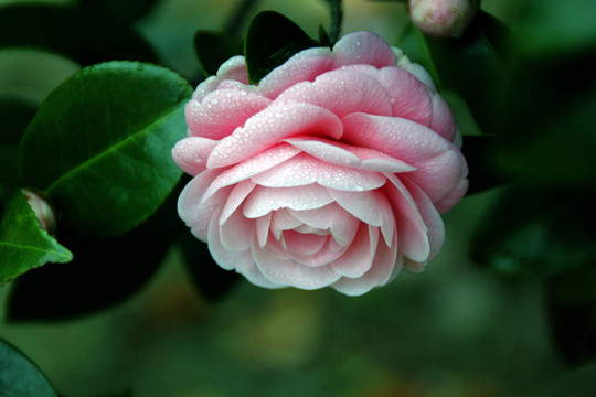 茶花