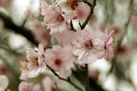 櫻花
