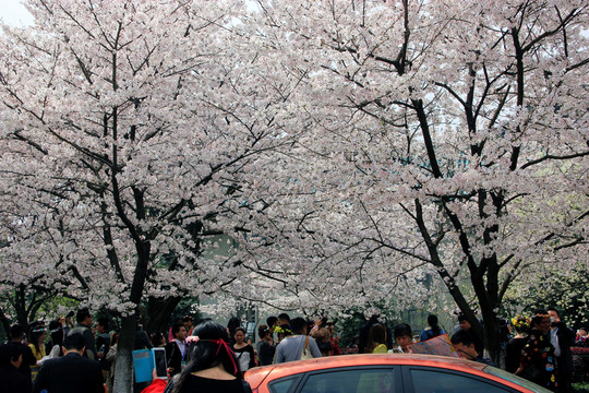 櫻花