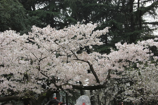 武漢大學(xué)櫻花