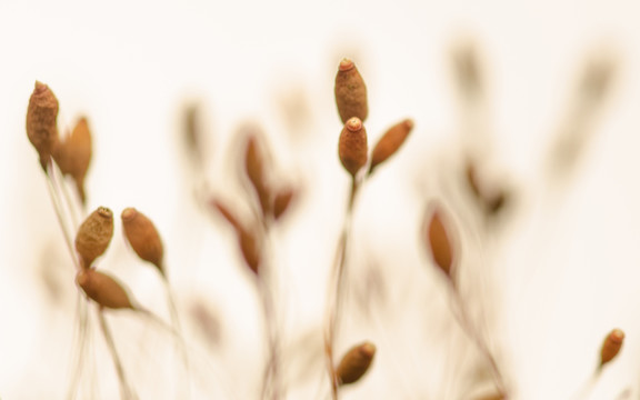 清新苔蘚的果實(shí)
