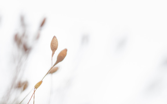 清新苔蘚的果實(shí)