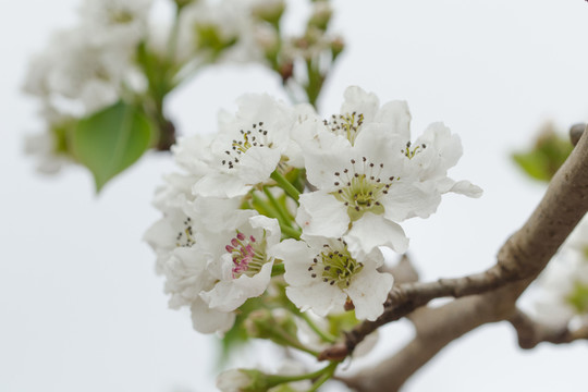 清新梨花特寫