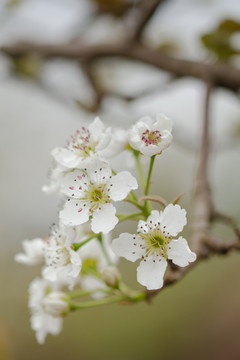 清新梨花特寫