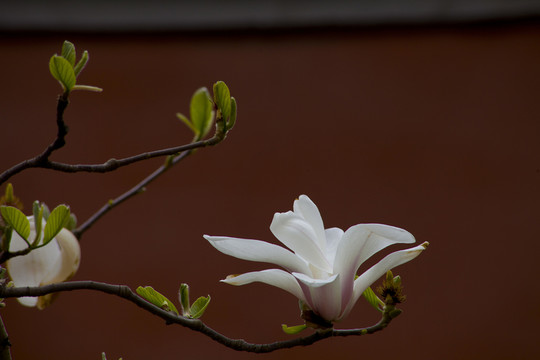 故宮玉蘭花