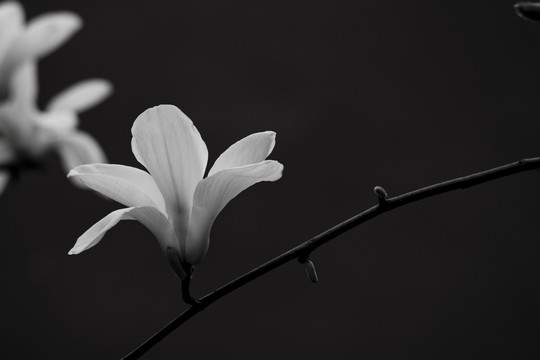 故宮玉蘭花