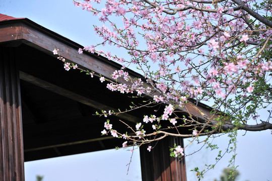 桃花庵