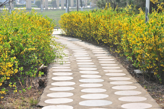 公園道路  春天公園