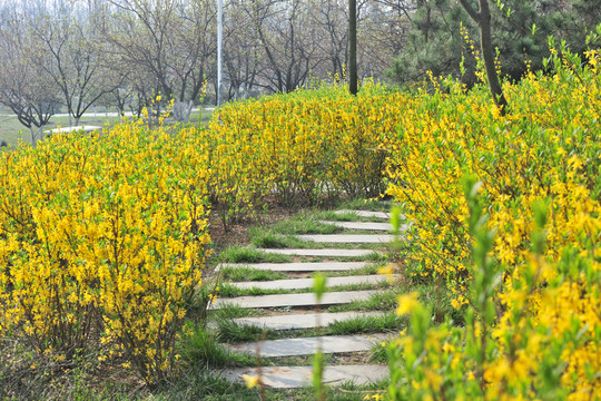 公園連翹
