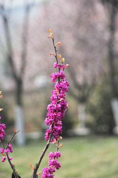 紫荊花  滿天紅