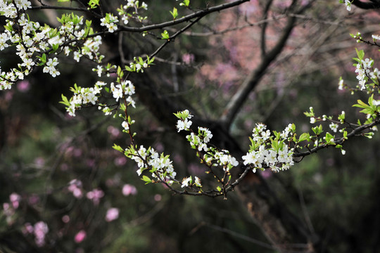 梨花  白色花