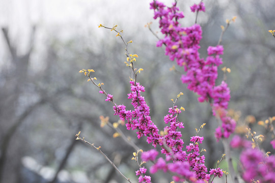 紫荊  紫色花