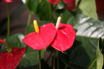 花卉 花朵 花 紅掌