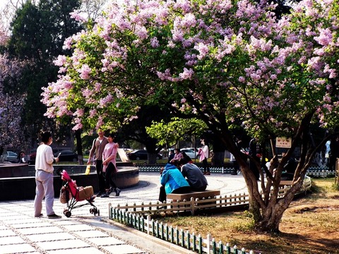 丁香樹下