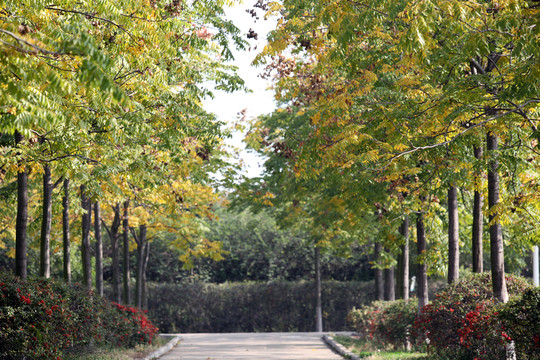 樹林  林蔭道