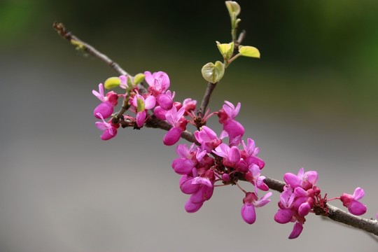 紫荊花