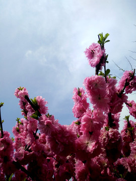 櫻花