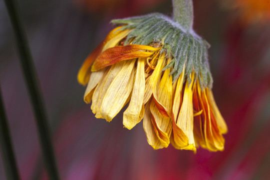 花 殘花
