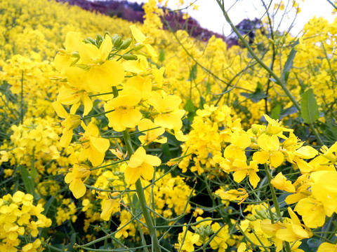 油菜花開