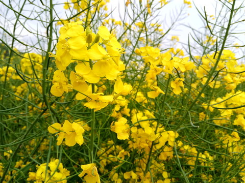遍地油菜花開