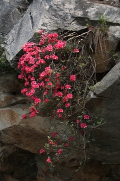 杜鵑花