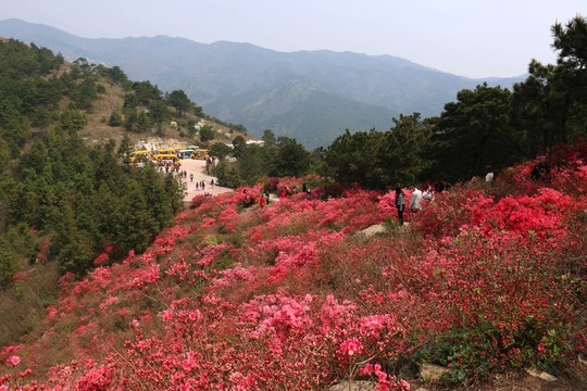杜鵑花