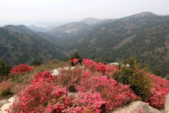 杜鵑花