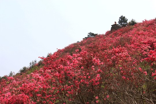 杜鵑花